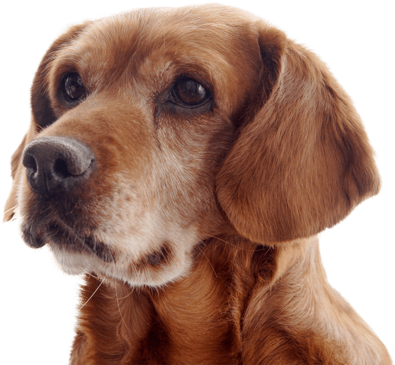 adult dog food