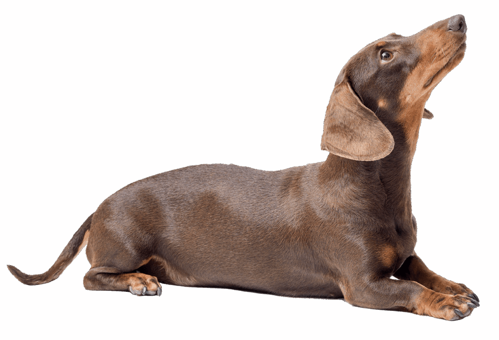 dog food