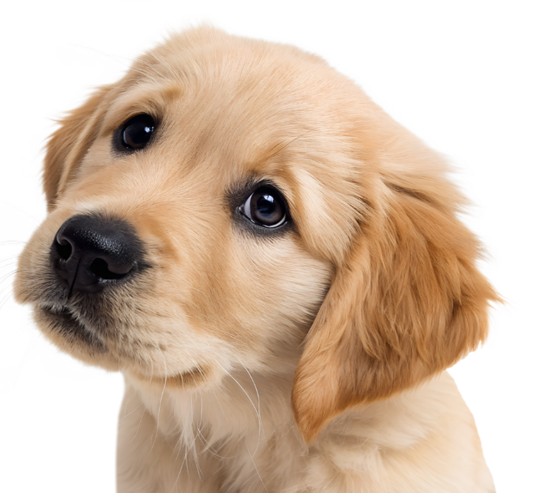 puppy food