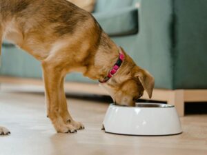 Brown dog wearing a pink collar eating dry food from a white bowl indoors.