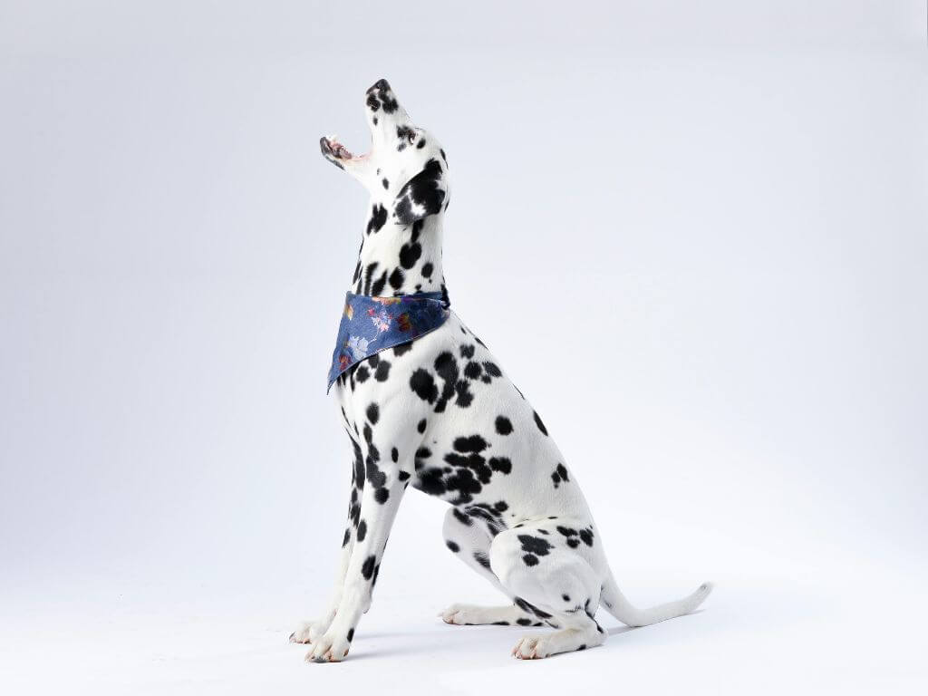 Dalmatian wearing a blue patterned scarf sitting and looking upward on a white background