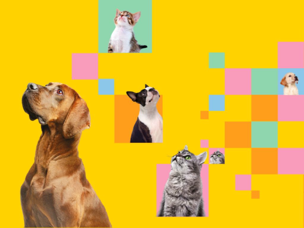 Multiple cats and dogs looking up against a yellow background with colourful geometric blocks, representing the Ideal competition for both dog and cat food.