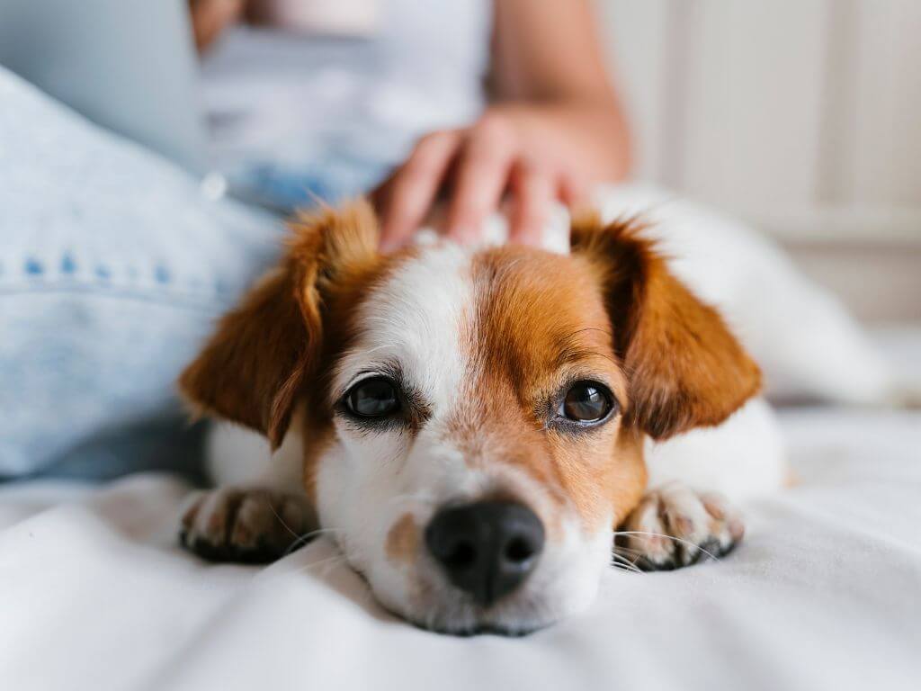 Close-up of dog resting indoors representing healthy pets.