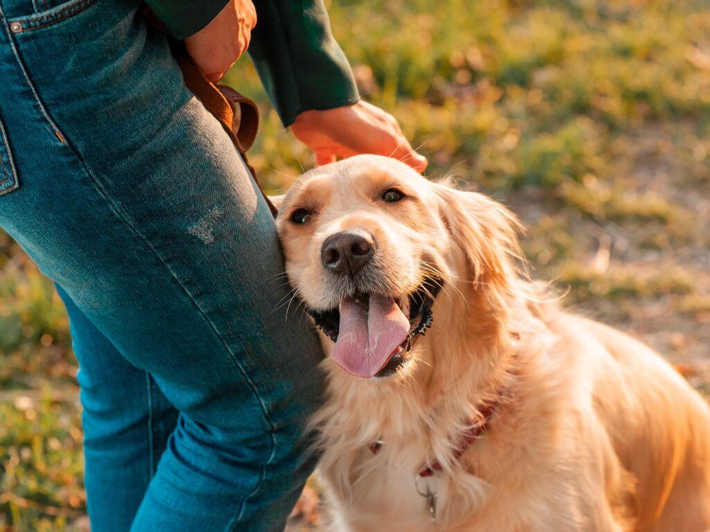 Happy golden retriever being petted outdoors representing trust in AVI Products pet food.