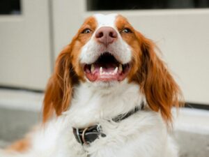 Happy brown and white dog smiling indoors with healthy teeth and bright eyes.