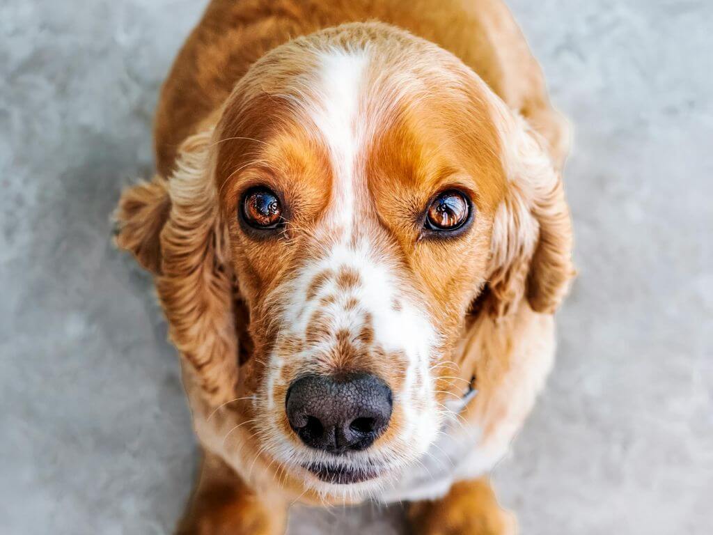 Close-up of a brown and white spaniel dog looking up with shiny coat and healthy appearance.