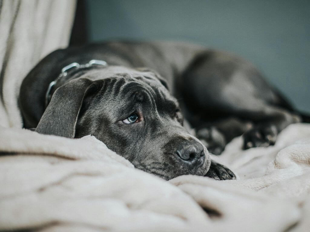 Large black dog lying uncomfortably on a bed with a sad expression.