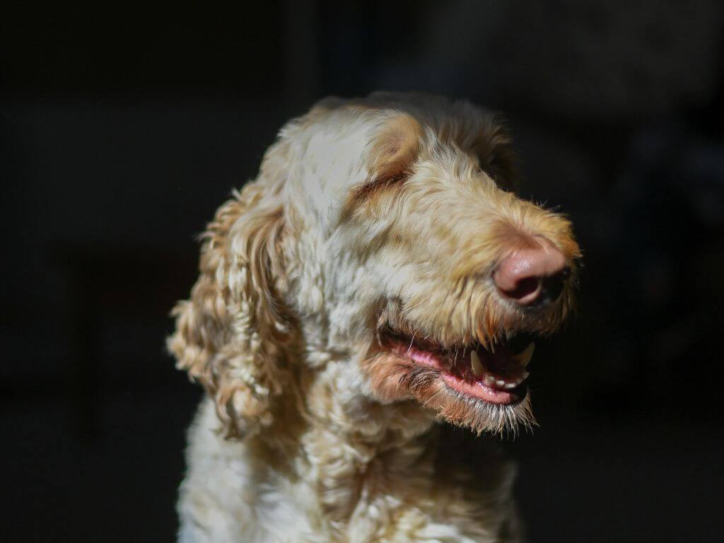Cream-coloured dog smiling in sunlight with healthy coat and bright eyes.