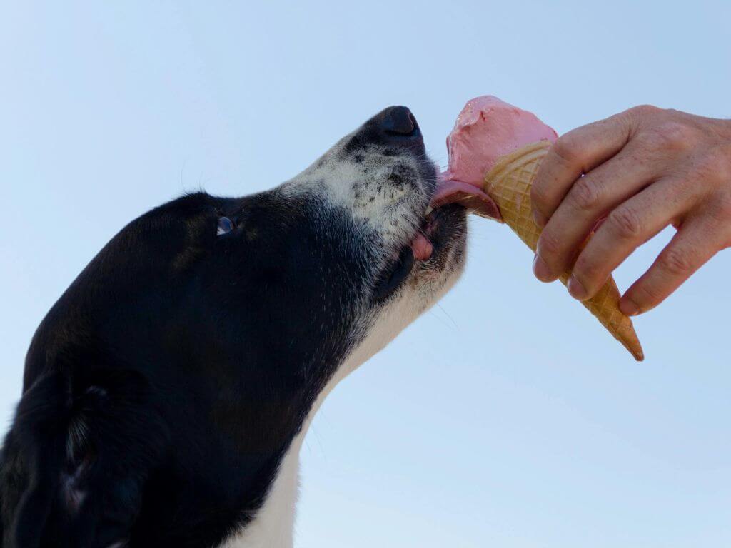 Black and white dog licking an ice cream outdoors on a sunny day.