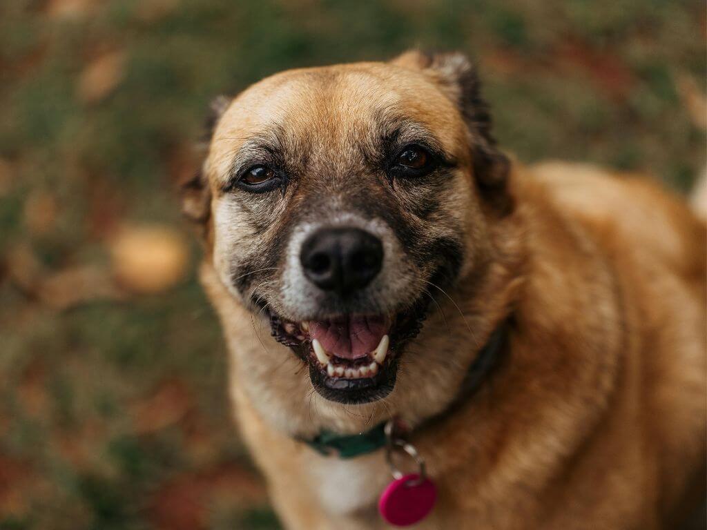 Small brown dog outdoors looking relaxed and happy during a walk.