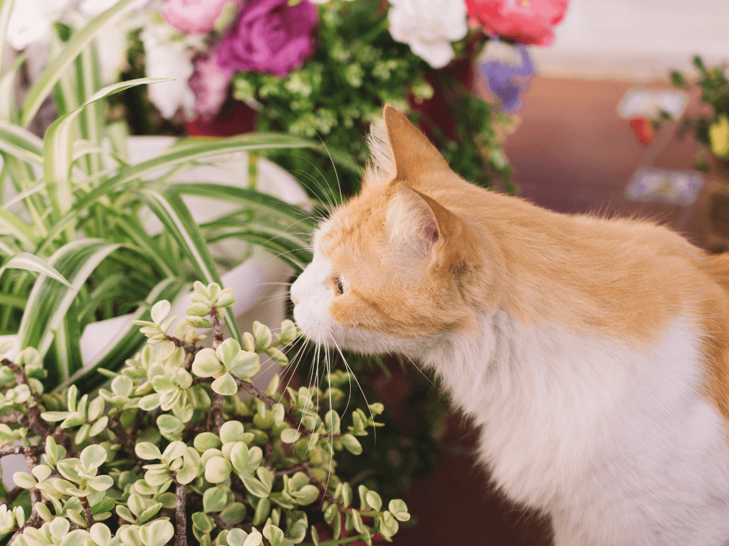 A ginger and white cat in a potted spring garden, sniffing plants.