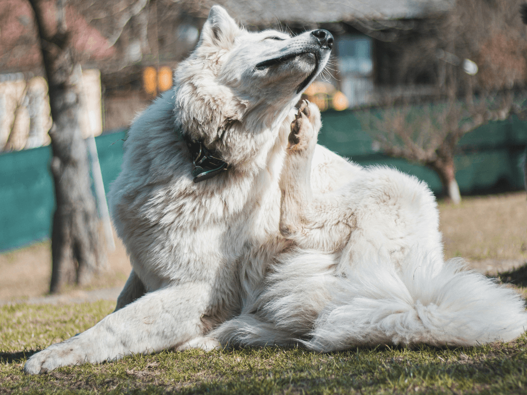 A fluffy white dog feeling itchy in allergy season, scratching outside.