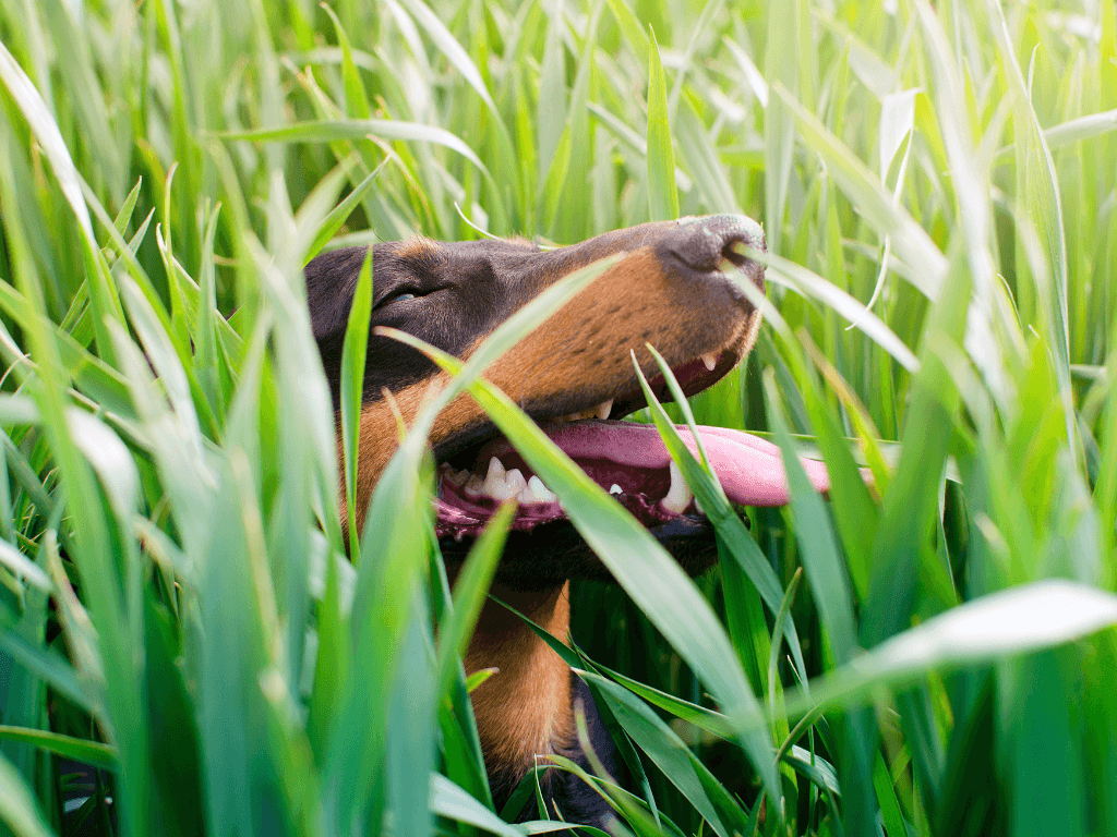 A smaller breed brown and black dog panting in long green grass during allergy season.